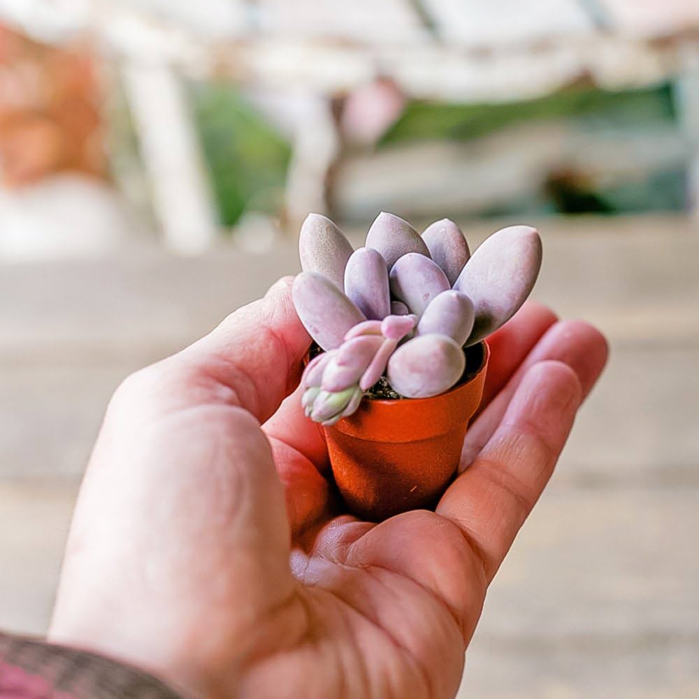 Amazon.co.jp: FLORIST SEKIDO 多肉植物 苗 セット 寄せ植え